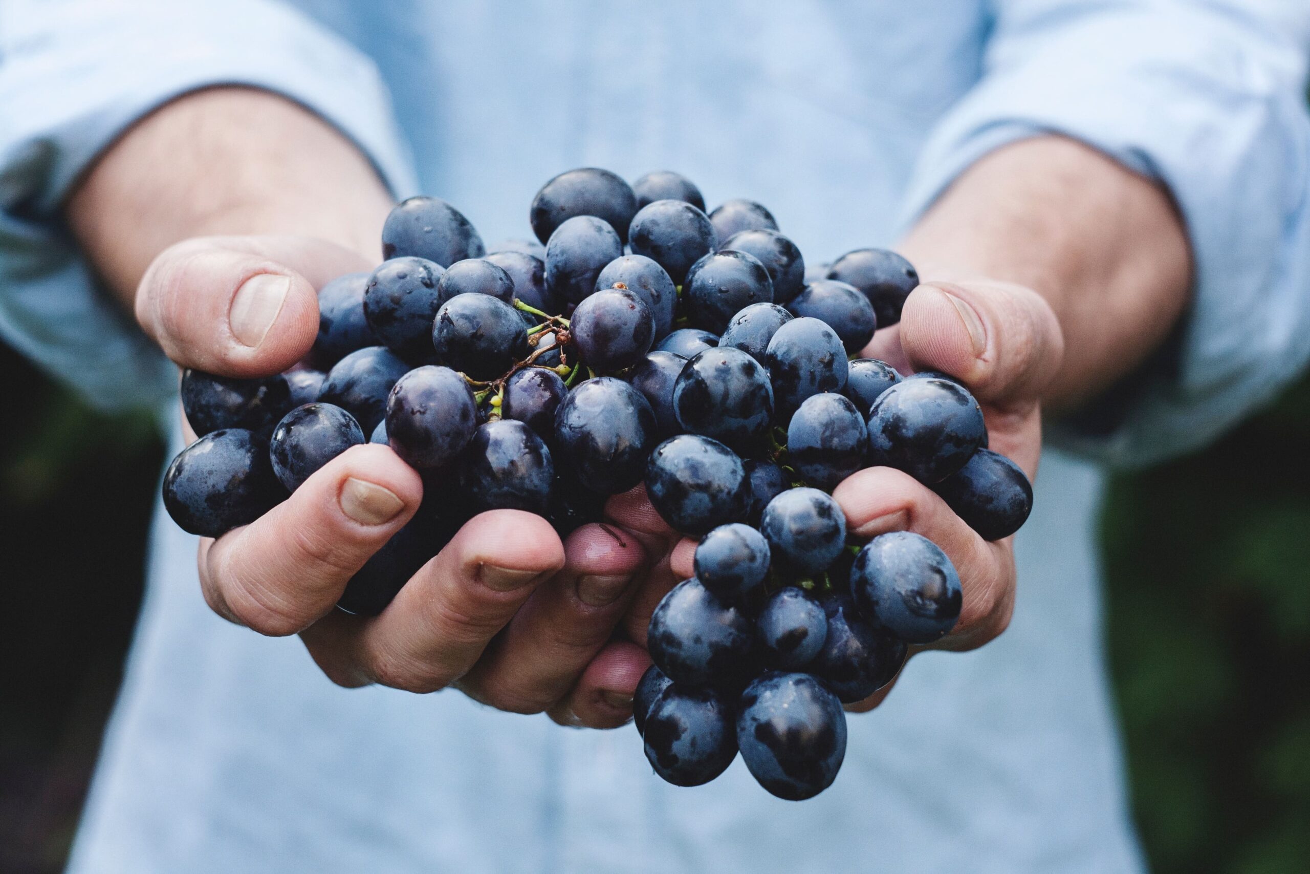 Uvas para vinos tintos