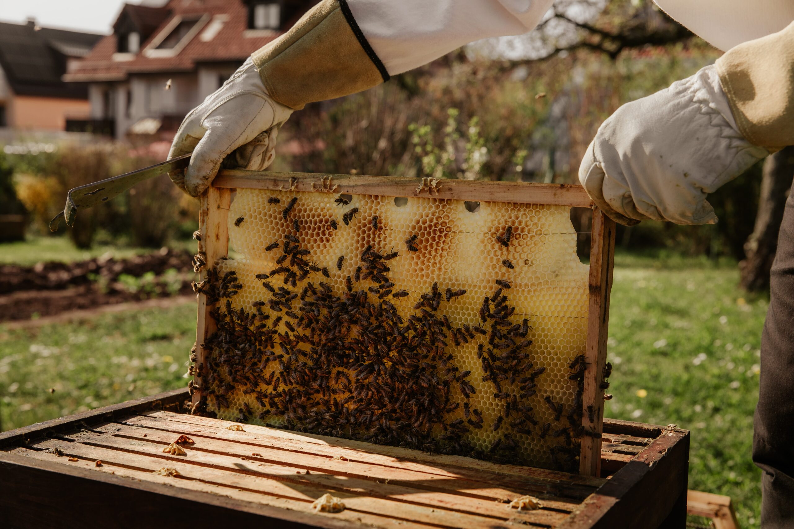 Las abejas y el vino